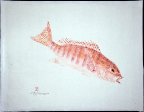 Pacific Red Snapper