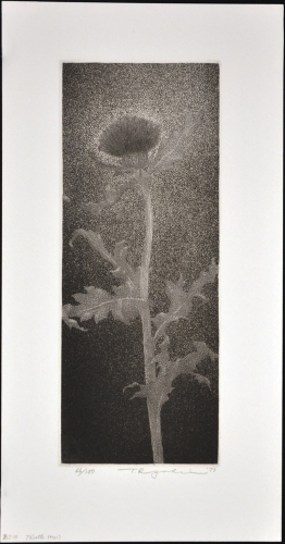 Thistle - sold