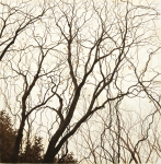 Withered Trees - sold