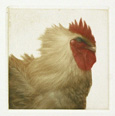 Coq I (Rooster) - sold