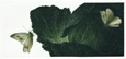 Chou (Cabbage)