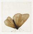 Un Papillon (A Butterfly) - sold