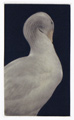 Oie I (Goose) - sold