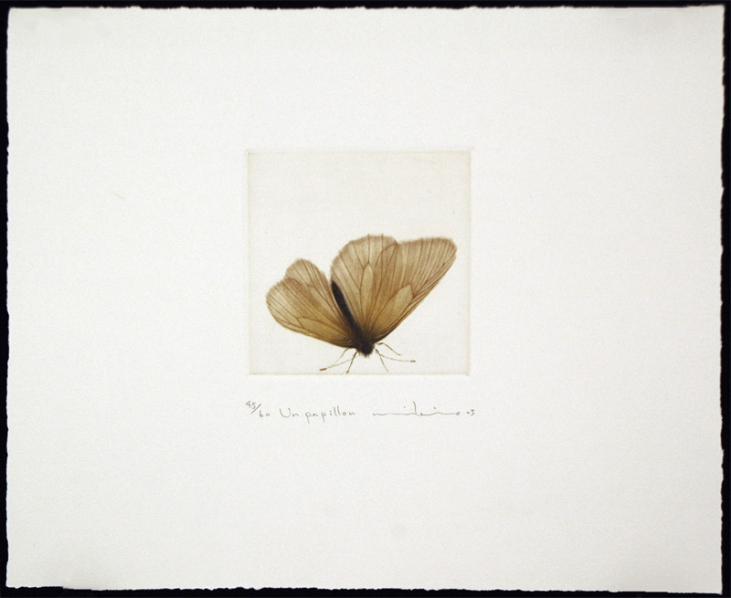 Un Papillon (A Butterfly) - sold