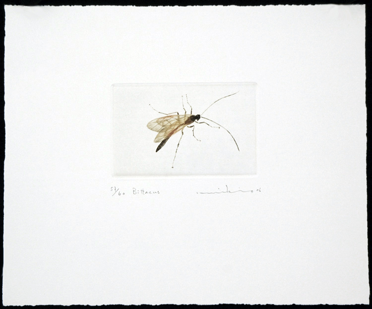 Bittacus (Hangingfly)