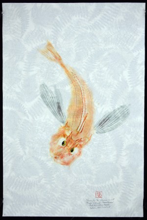 Blue-finned Gurnard, New Zealand