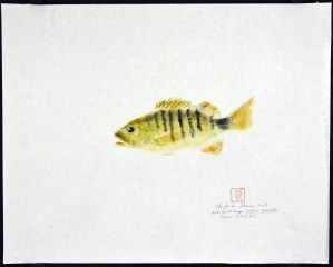 Half-Barred Snapper