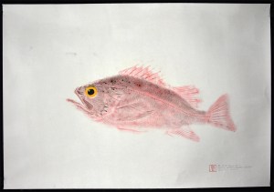 Vermilion Rockfish