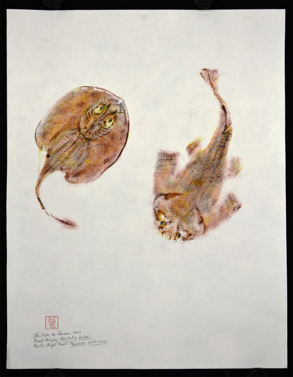 Round Stingray and Angel Shark