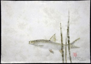 Sacramento Splittail