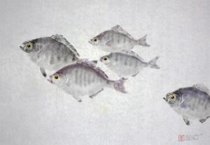 School of Surfperches