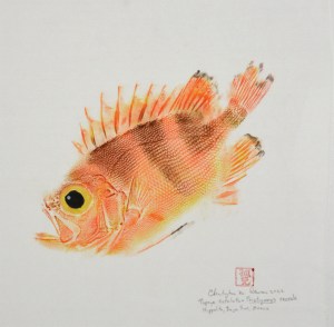 Popeye Catalufa #275