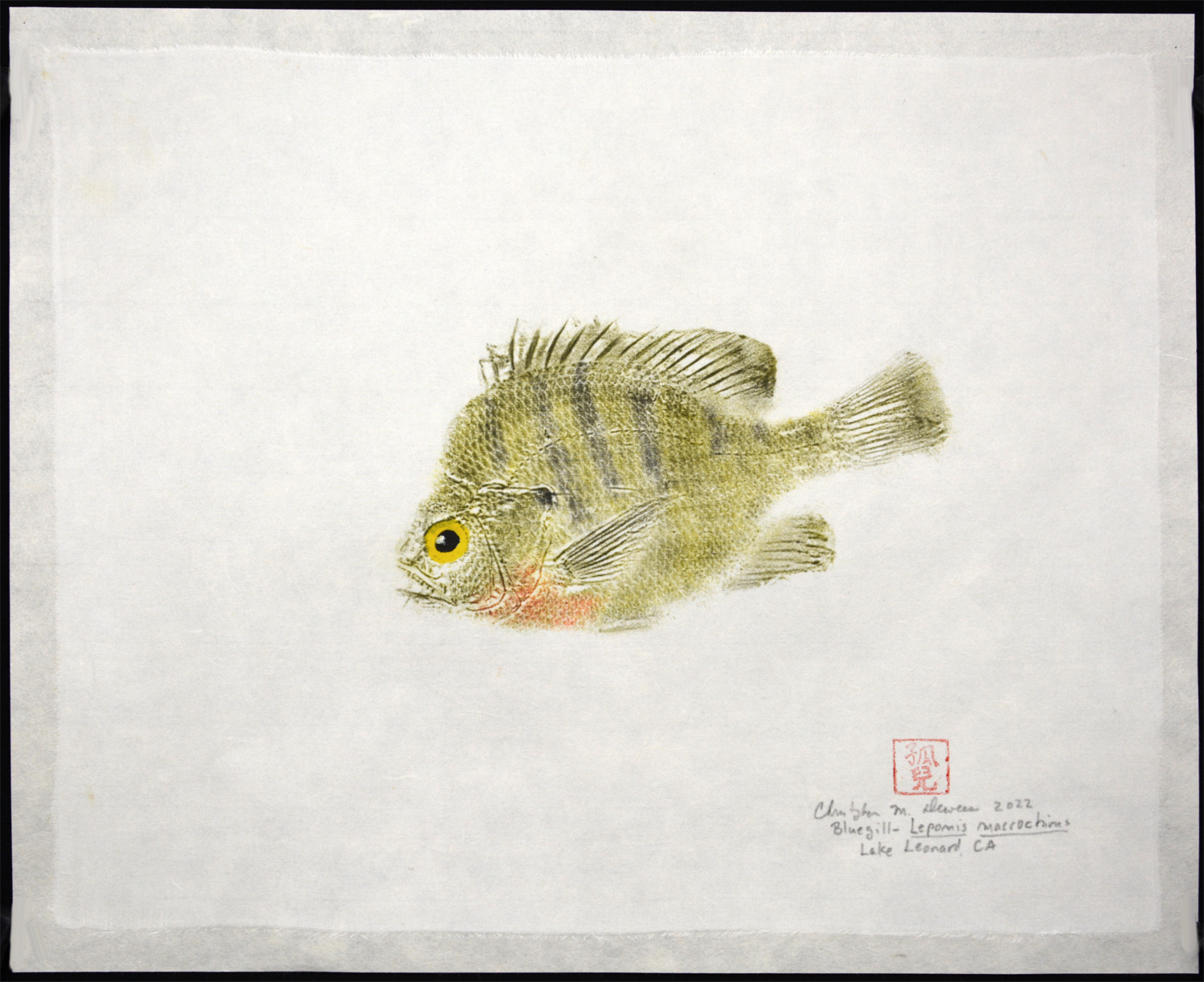 Bluegill, Lake Leonard, CA - Image 2