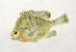 Bluegill, Lake Leonard, CA