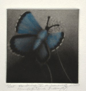 Vanishing V - Smith Blue Butterfly