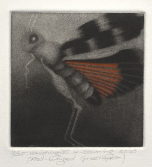 Vanishing VI - Red-winged Grasshopper