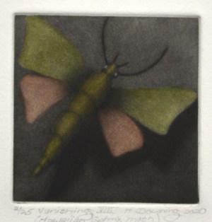 Vanishing VIII - Hawaiian Sphinx Moth