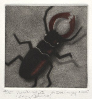 Vanishing IX - Stag Beetle
