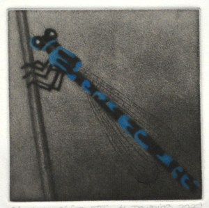 Vanishing VII - Southern Damselfly