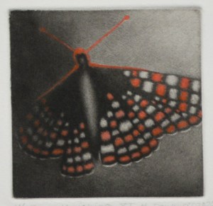 Vanishing XI - Bay Checkerspot Butterfly