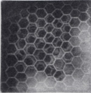 Disappearing I - Honeycombs