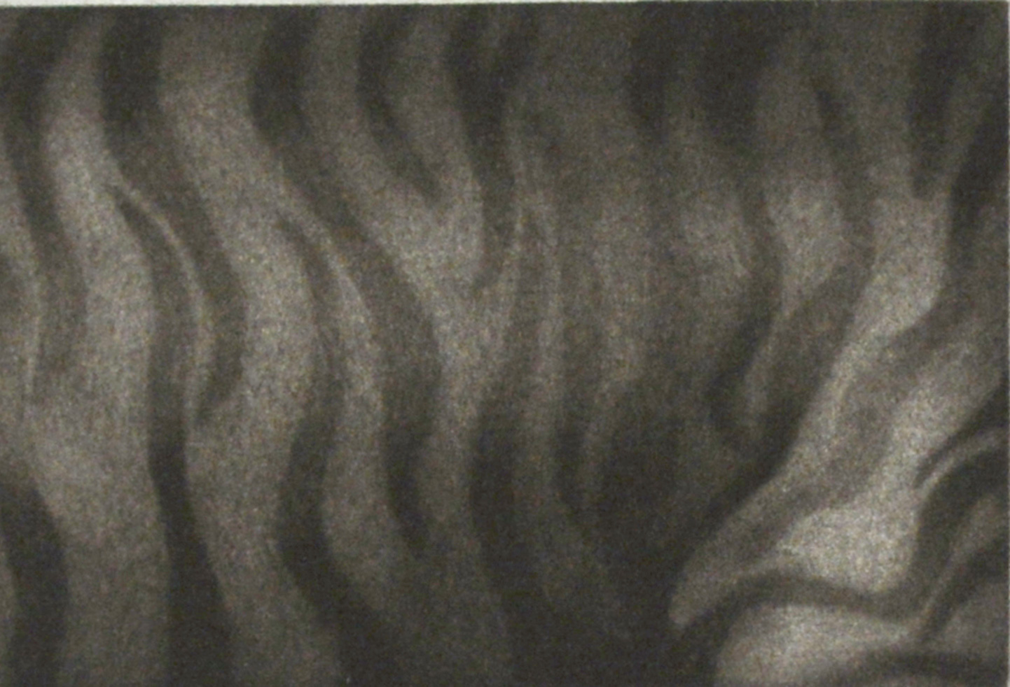 Loss (Siberian Tiger)