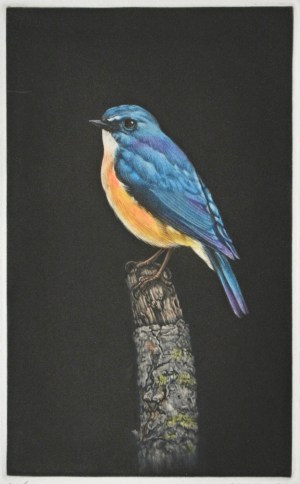 Ruribitaki (Tarsinger Cyanurus)