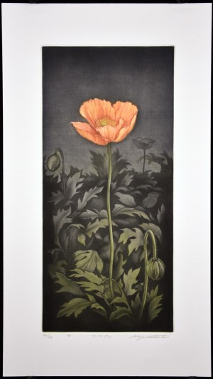 Poppy 1995