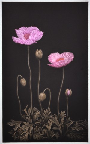 Poppy 2008