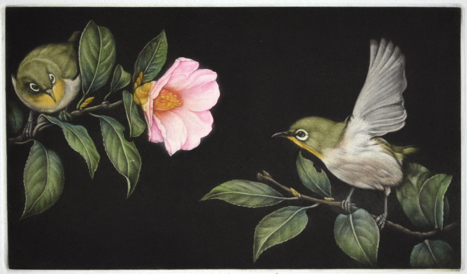 Camellia and White Eye