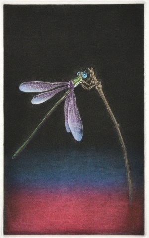 Dragonfly