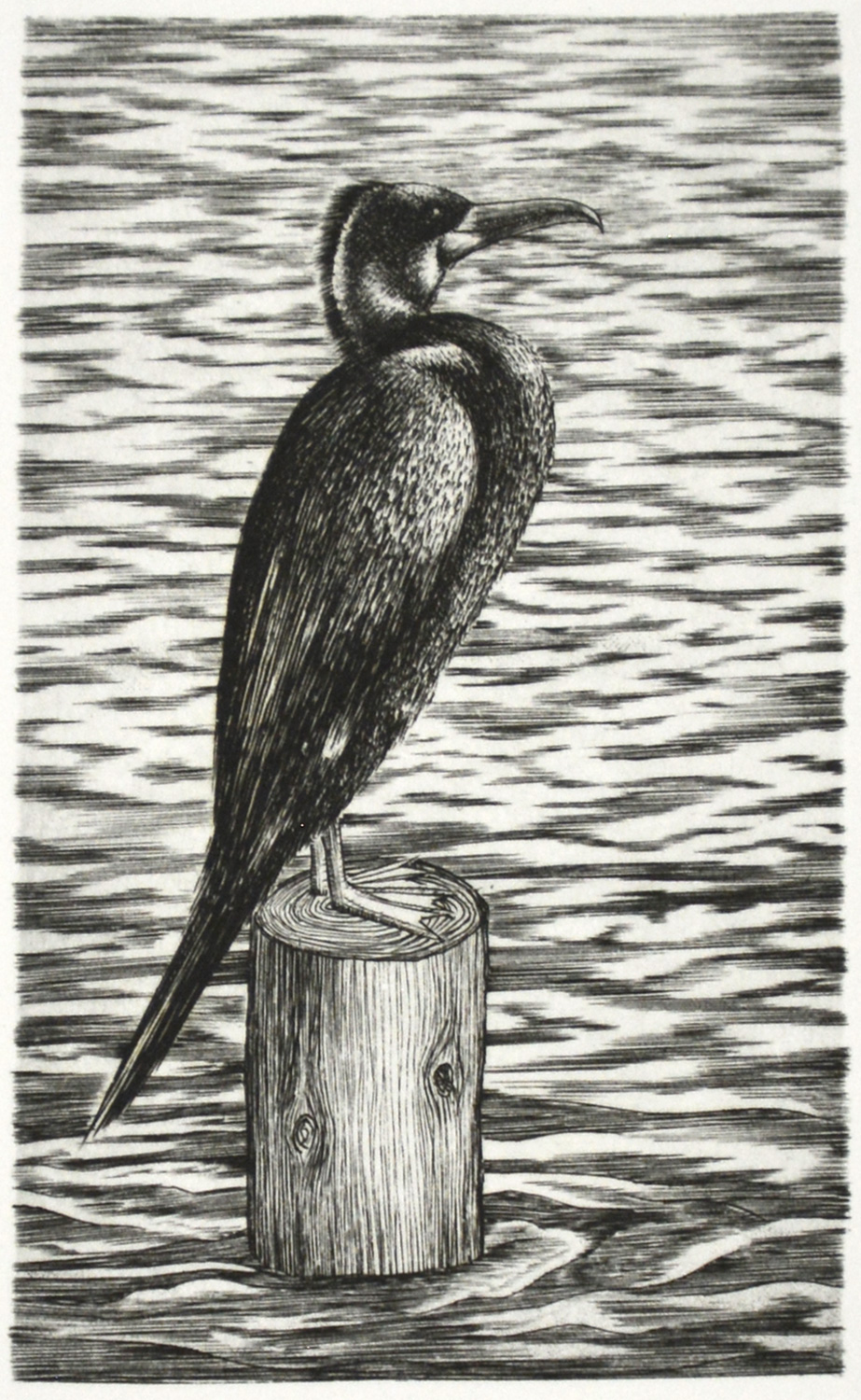 U! (Cormorant)