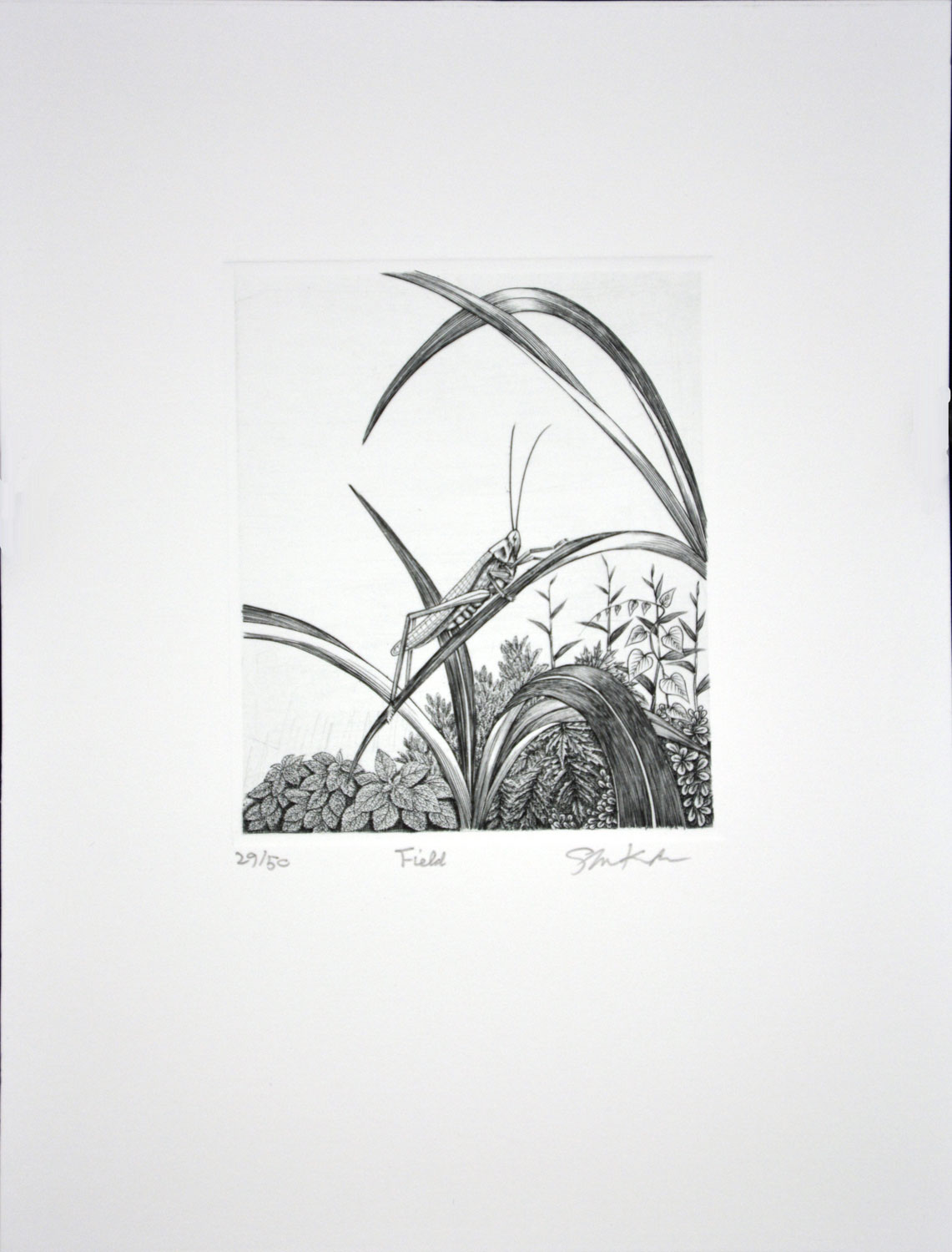 Field (insect) – The Ren Brown Collection Gallery