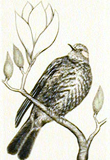 Hiyodori (Brown-eared Bulbul)