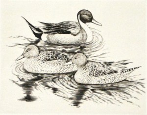 Kamo San - Three Ducks