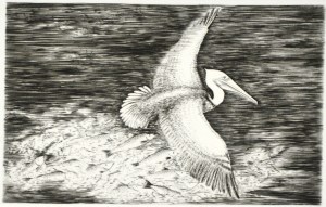 Pelican