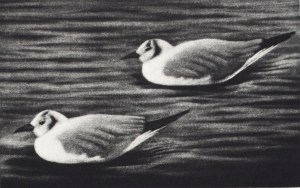 Yurikamome (Kittiwakes)