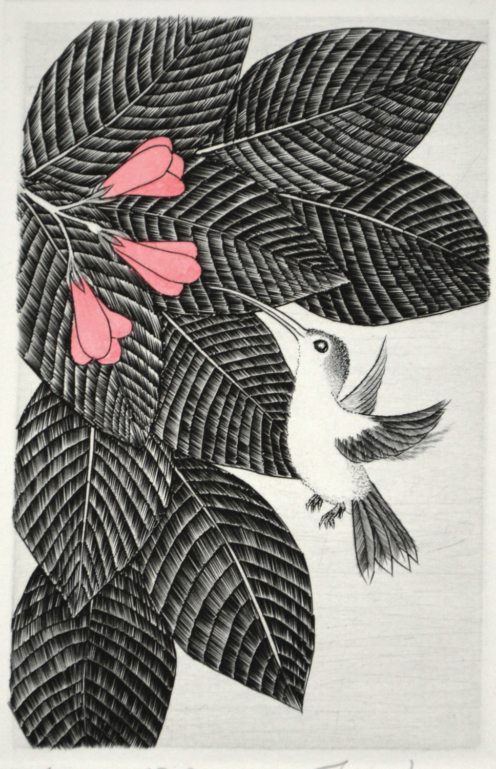 Hummingbird P5