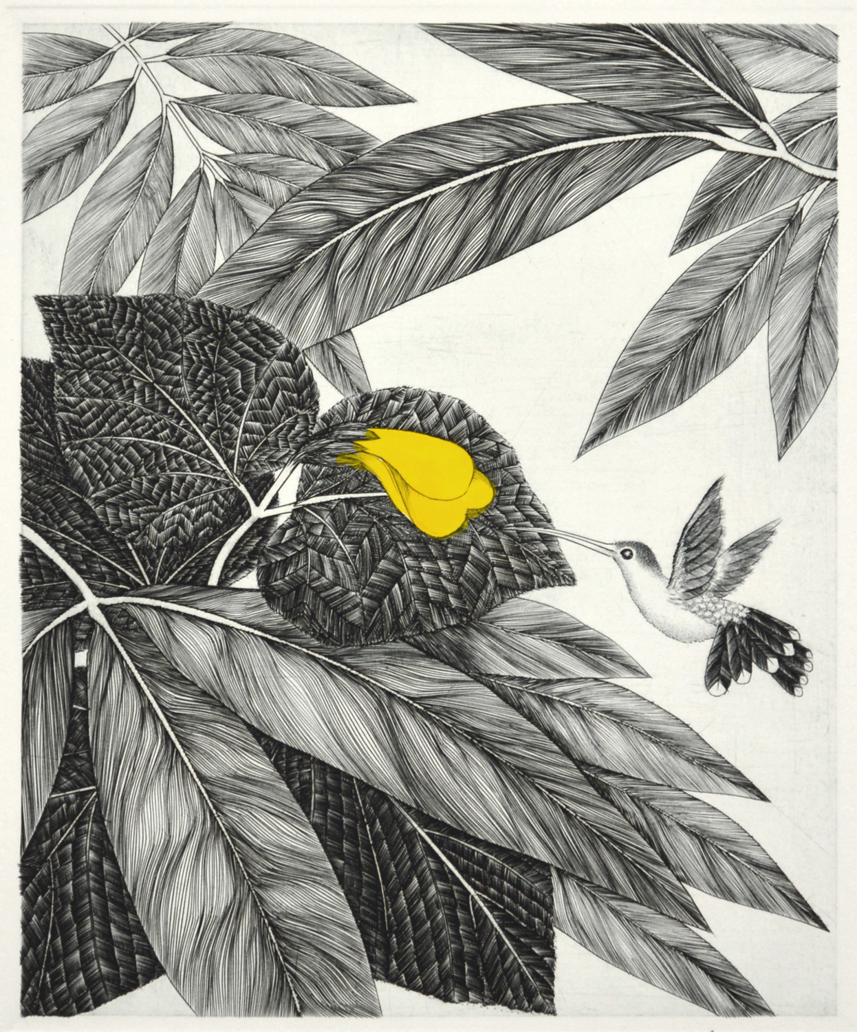 Hummingbird L7