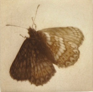 Chiffre (Name of a Butterfly)