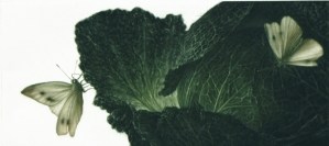 Chou (Cabbage)