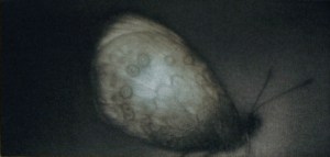 Nacré (Pearlescent)