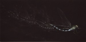 Vol de Nuit (Night Flight)