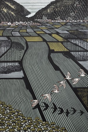 Rice Fields with Toki (crested Ibis)