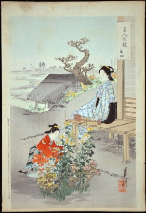 Beauties and Chrysanthemums