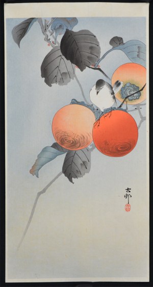 Nuthatch Atop Persimmons