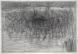Untitled  (Reeds)