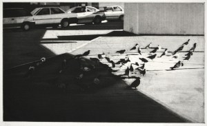 Flock