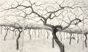 Vineyard in Winter