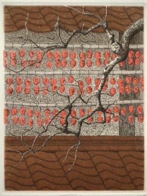 Drying Persimmons No. 1